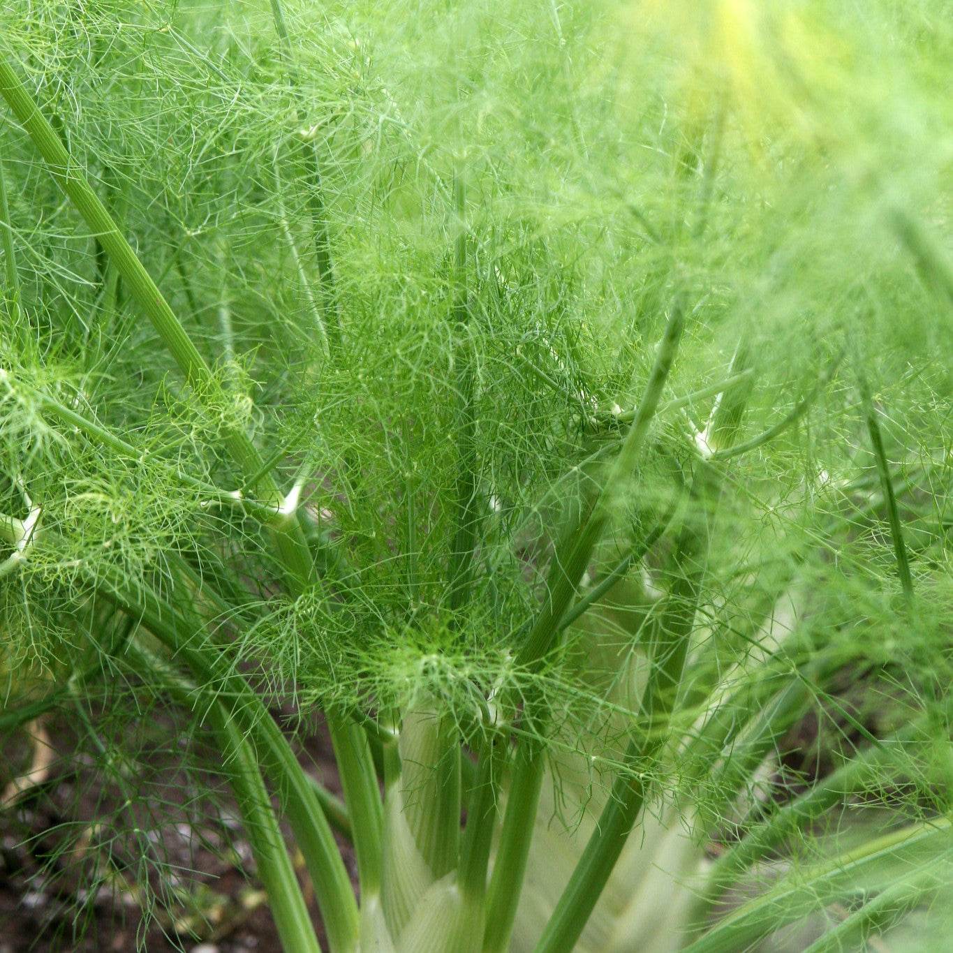 Heirloom Florence Fennel with feathery fronds in a garden setting.