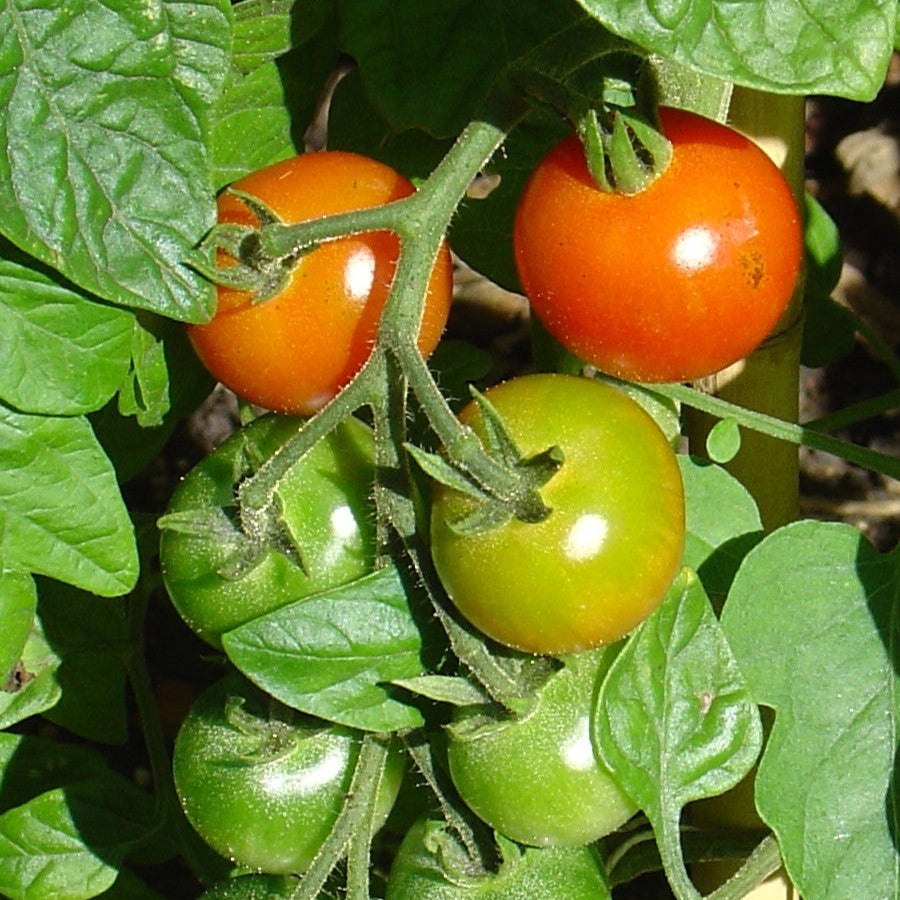 Gardener's Delight Cherry Tomato plant with vibrant red and green fruits on the vine.