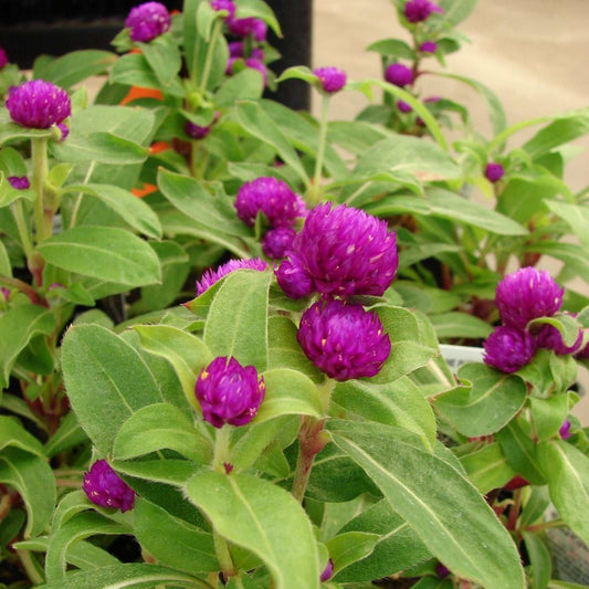 Vibrant Gomphrena Blend Mix flowers in full bloom with lush green leaves.