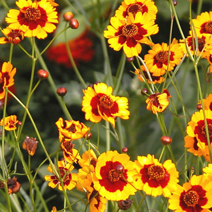 Great-Lakes Wildflower Seed Mixture with vibrant, pollinator-friendly native wildflowers.