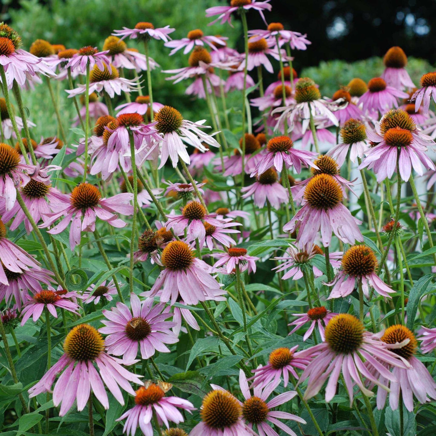 Great Lakes wildflowers in bloom, featuring vibrant purple coneflowers from the seed mixture.