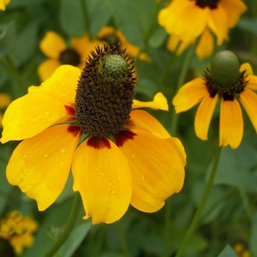 Great-Lakes Wildflower Seed Mixture featuring vibrant yellow flowers with green centers, ideal for gardens.