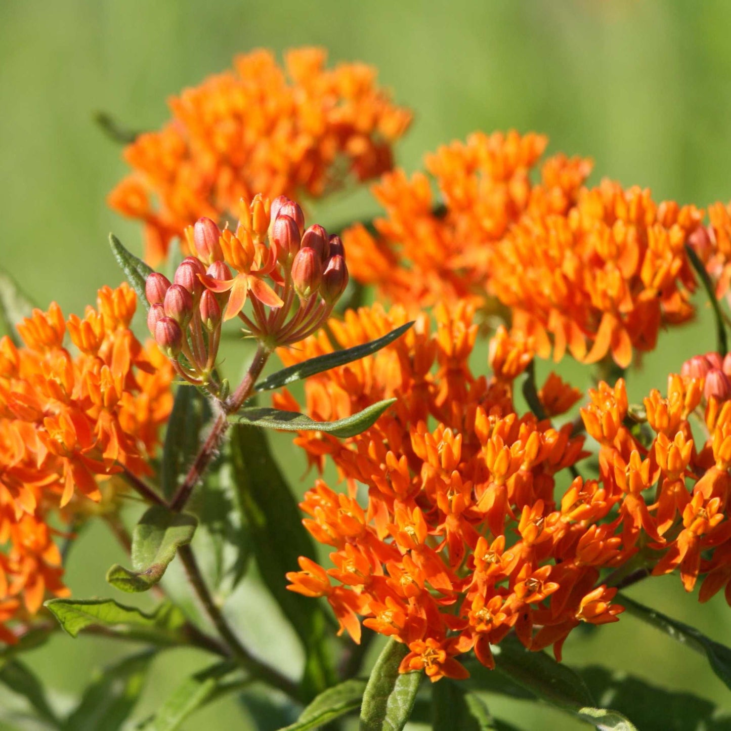 Great-Lakes Wildflower Seed Mixture with vibrant orange wildflowers in bloom.