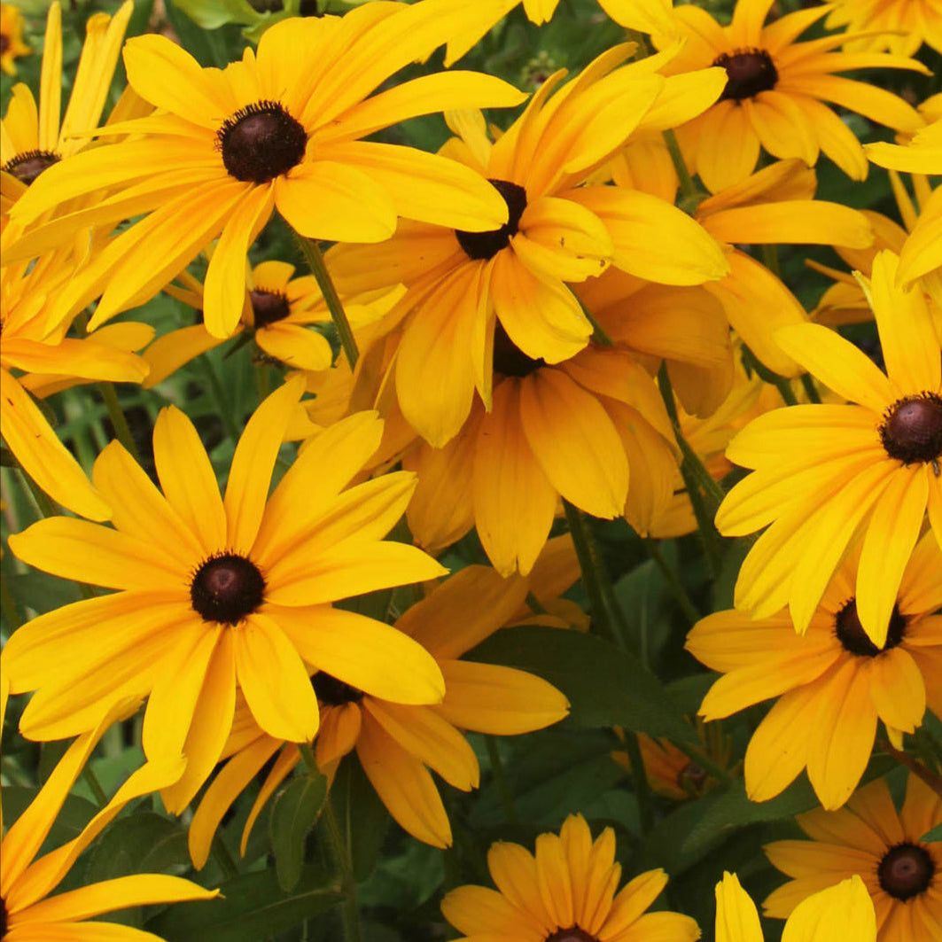 Great-Lakes Wildflower Seed Mixture featuring Black-Eyed Susans in bloom, ideal for attracting pollinators.