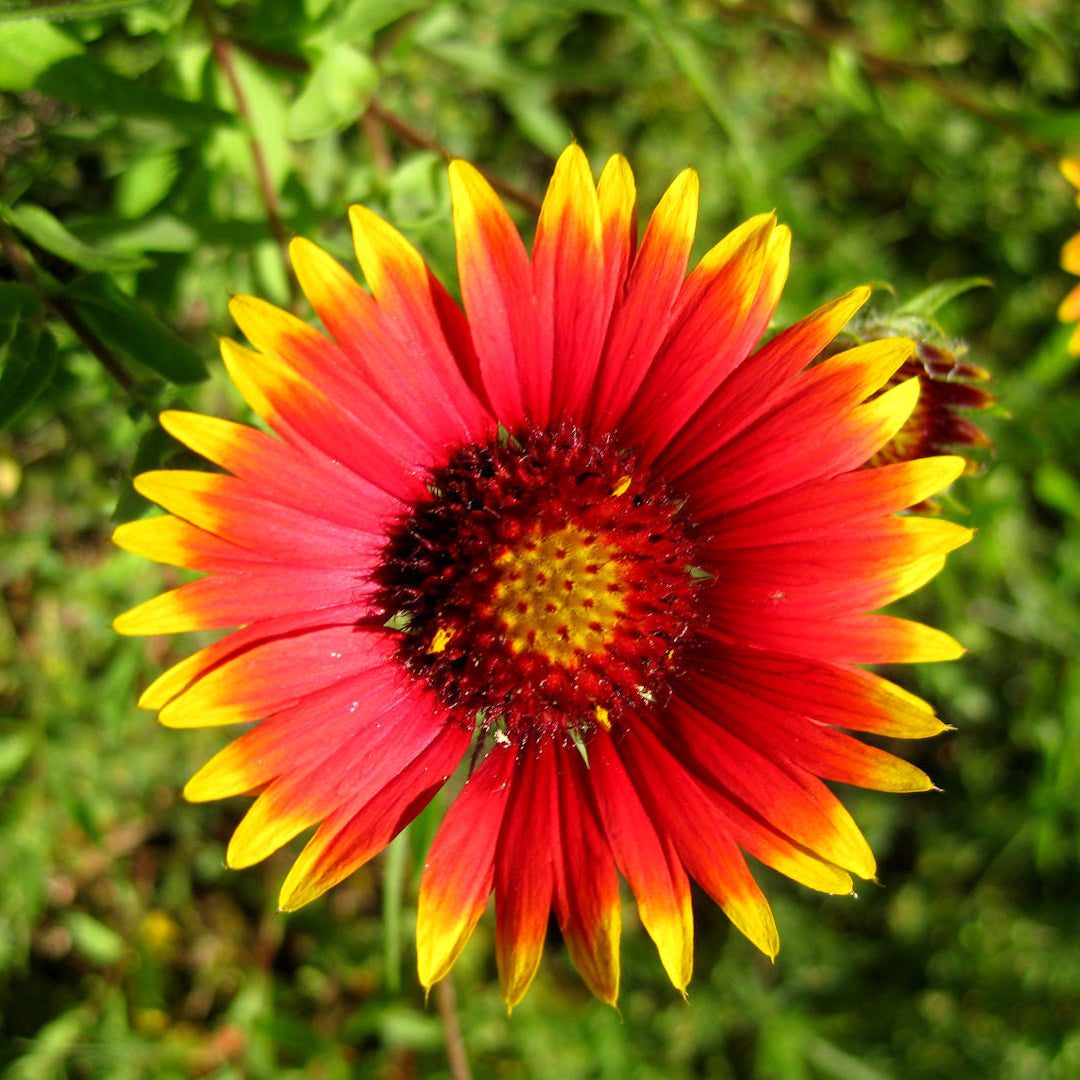 Great-Lakes Wildflower Seed Mixture featuring vibrant red and yellow wildflower in garden.
