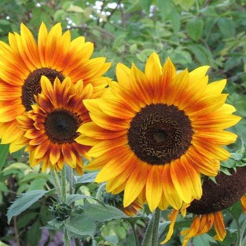Sunflower Ultimate Collection featuring vibrant yellow blooms in a garden setting.