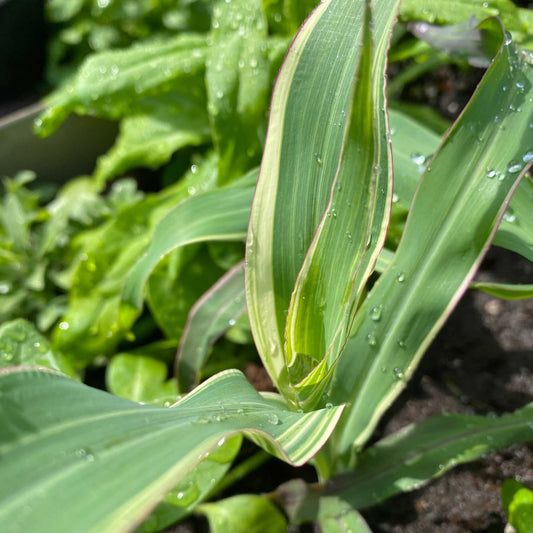 Ornamental Corn Japanese Stars and Stripes plant displaying vibrant foliage in a garden setting.