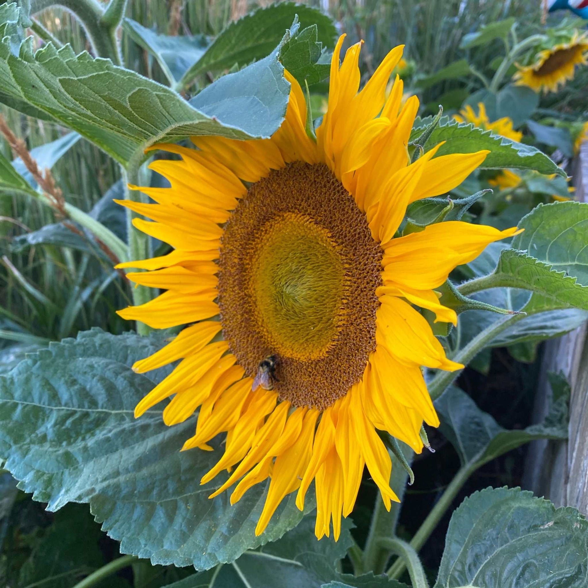 Sunflower blooming in a garden, showcasing vibrant yellow petals and green leaves.