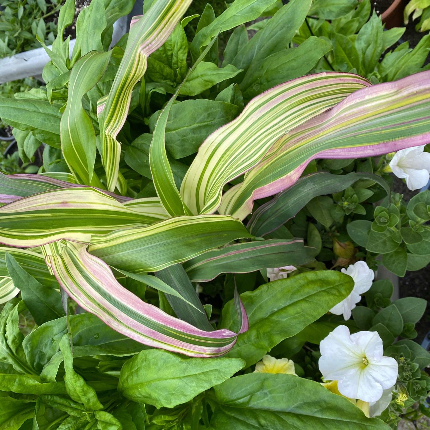 Ornamental Corn Japanese Stars and Stripes plant with vibrant pink and white variegated leaves in a garden setting.