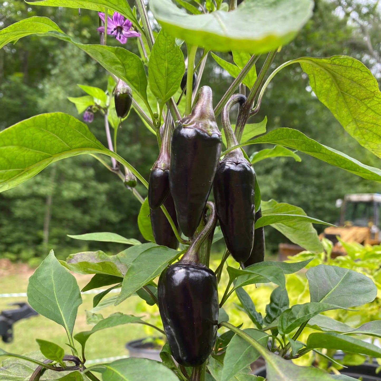 Black Hungarian Pepper plant with conical, dark purple peppers growing in a garden setting.