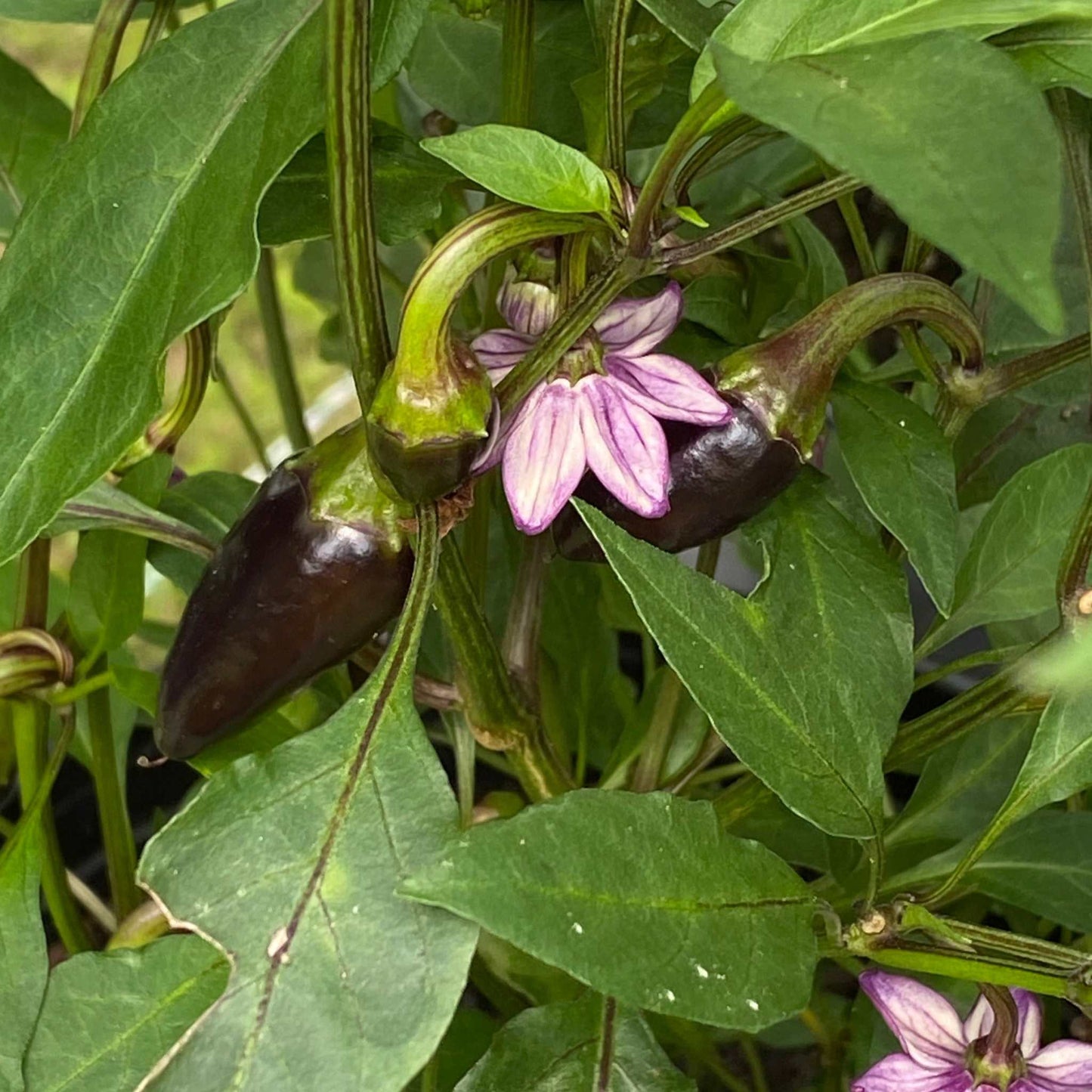 Black Hungarian Pepper plant with purple flowers and conical black peppers.