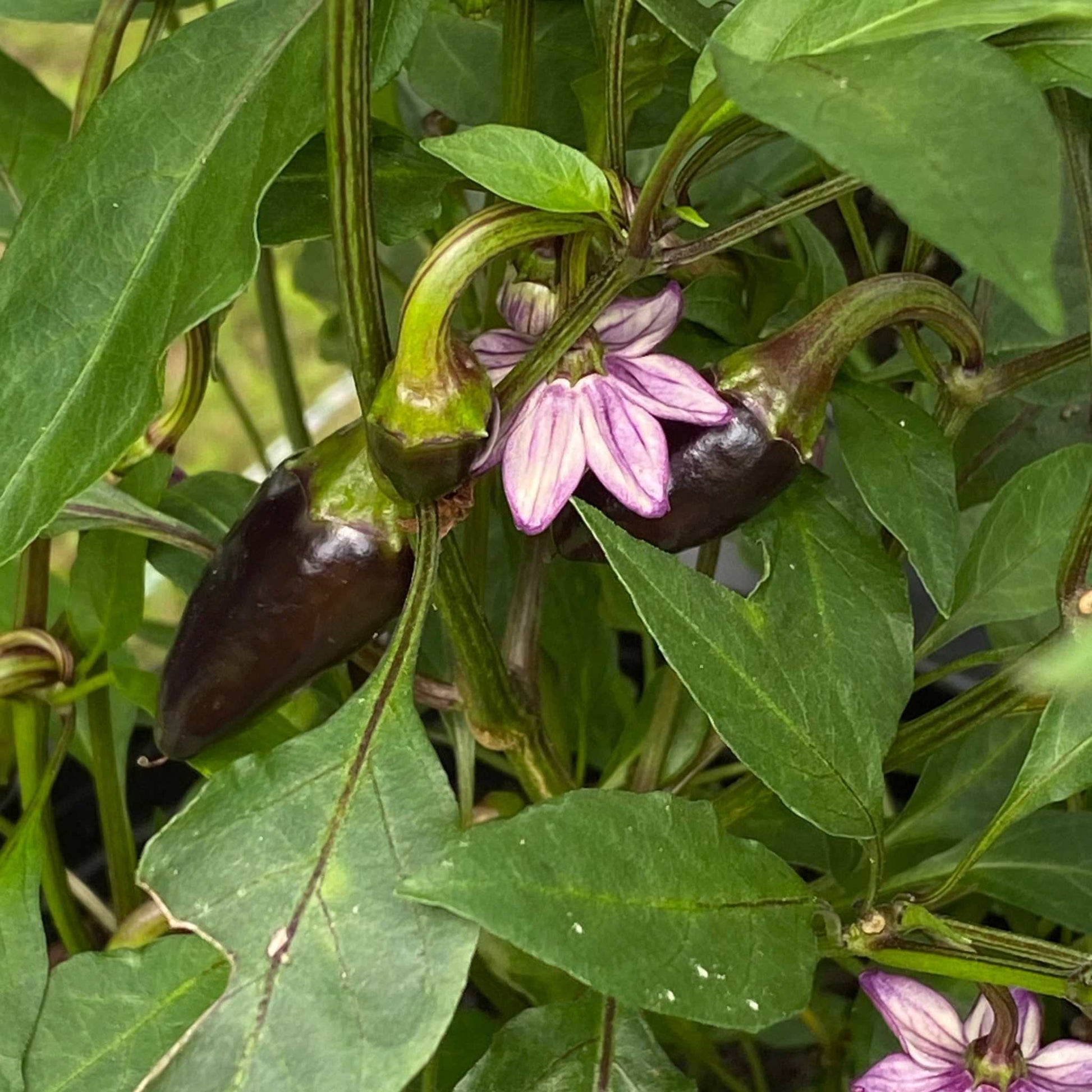 Black Hungarian Pepper plant with purple flowers and conical black peppers.