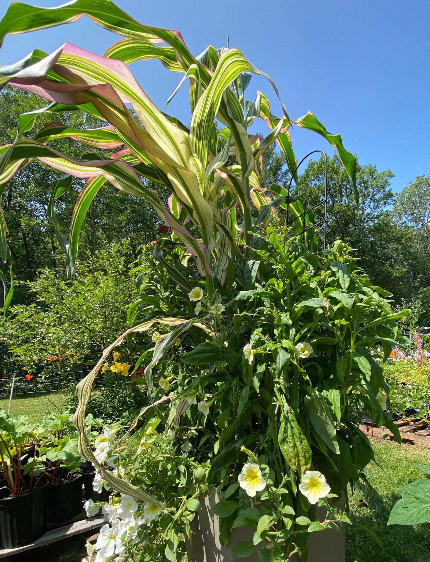 Ornamental Corn Japanese Stars and Stripes plant with striking bicolor leaves in a lush garden setting.