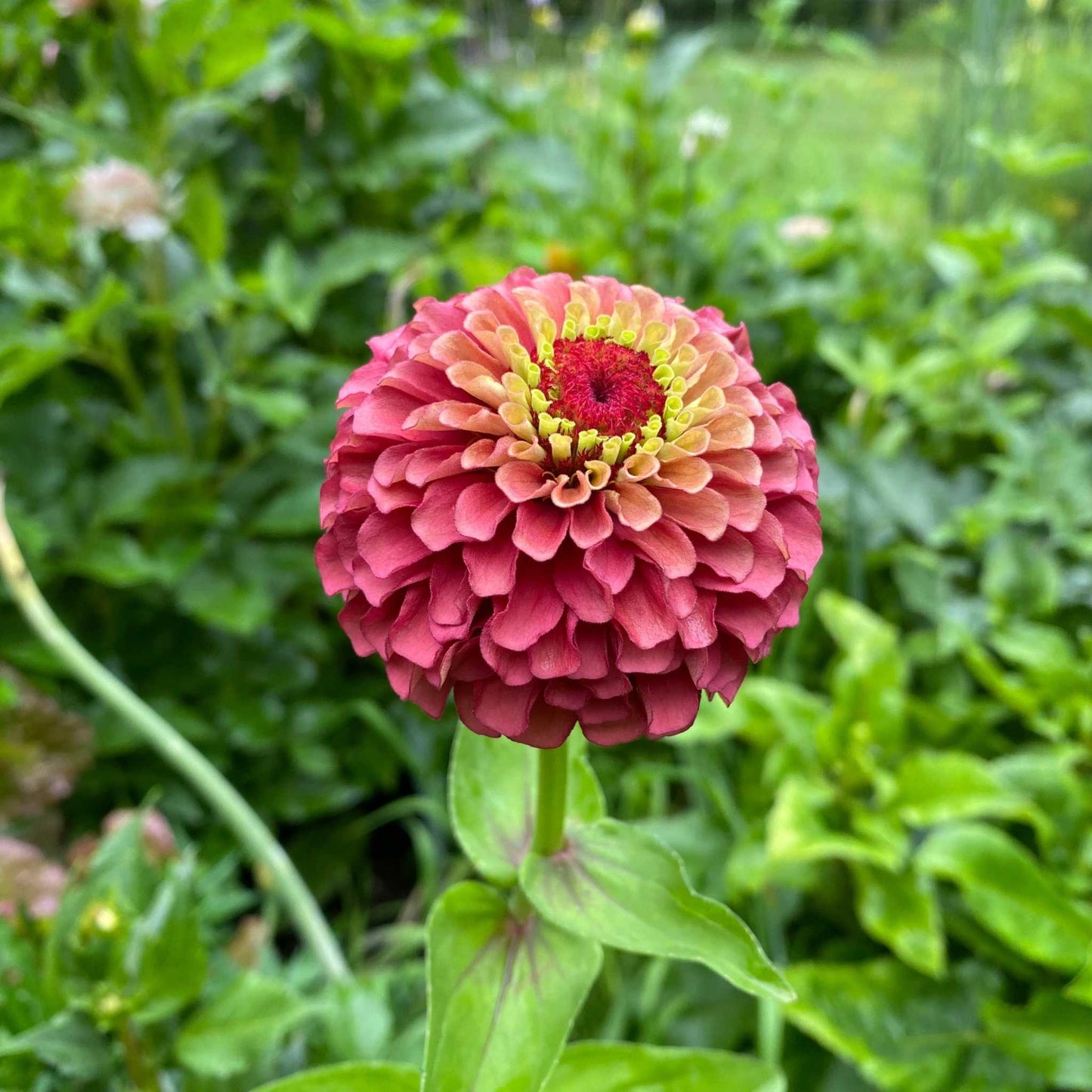 Queeny Red Lime Zinnia with burgundy petals and lime centers in a garden setting.