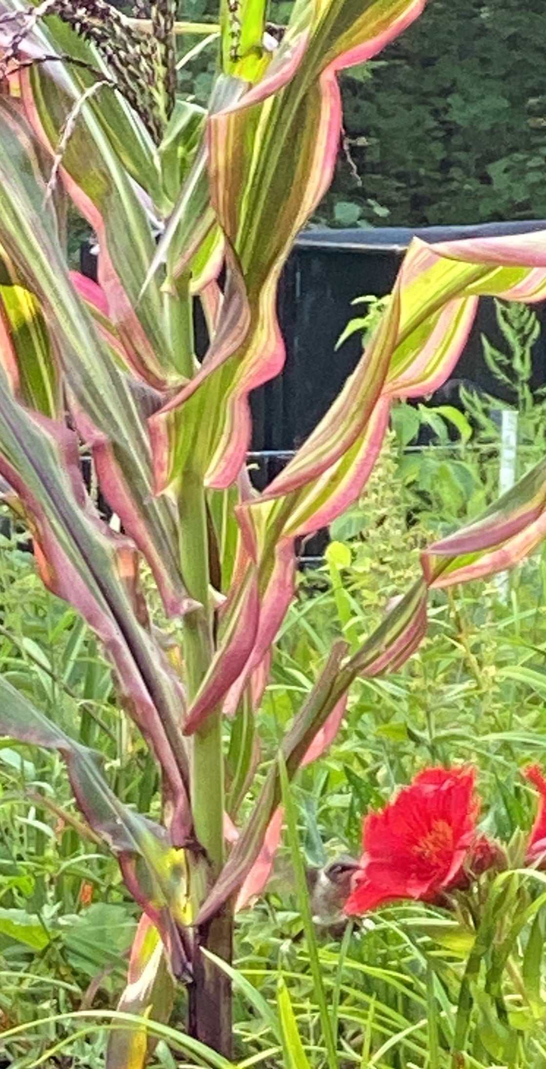 Ornamental Corn Japanese Stars and Stripes with red and creamy white striped leaves in garden setting.