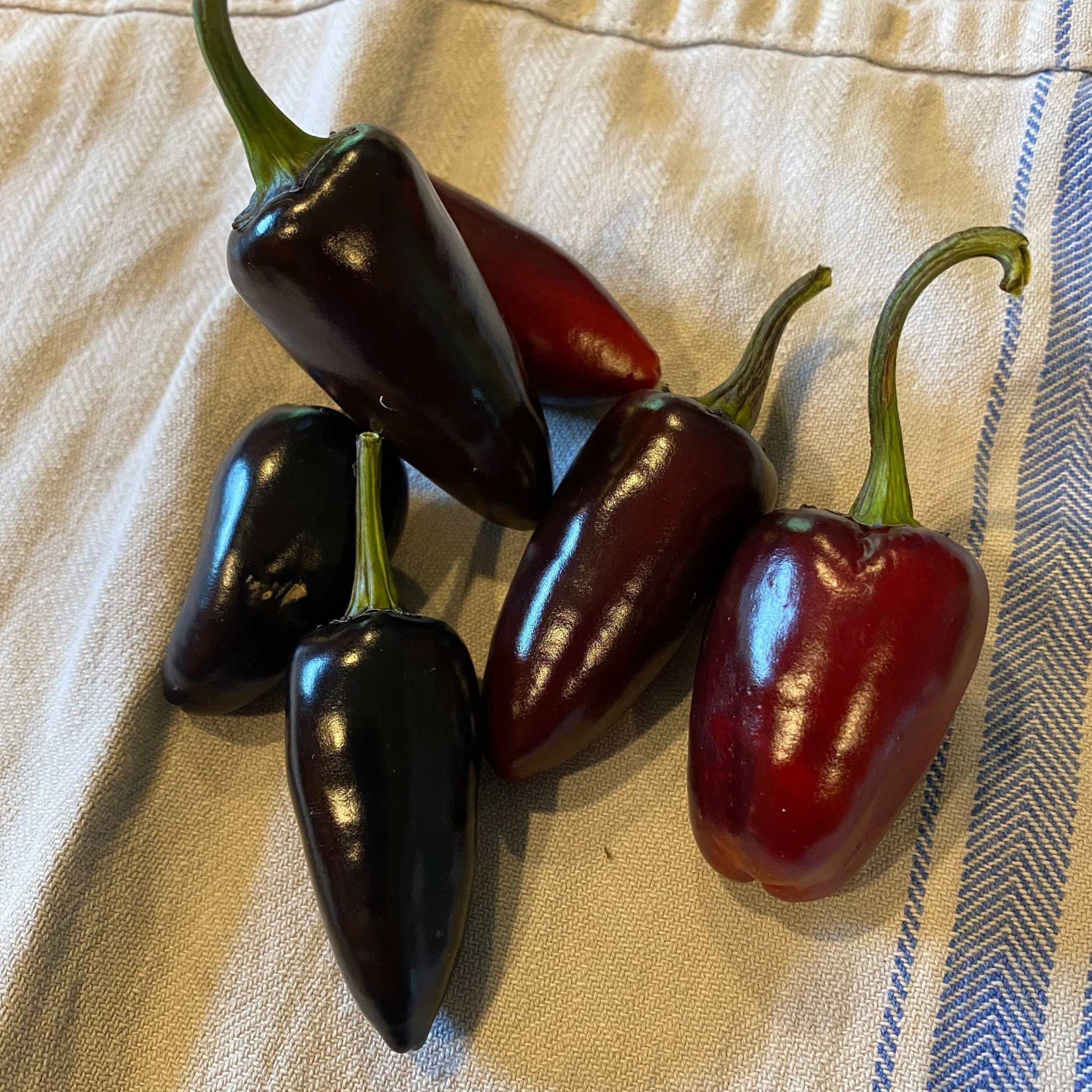 Black Hungarian Pepper - Non Treated, sweet heat, conical shape, heirloom variety.