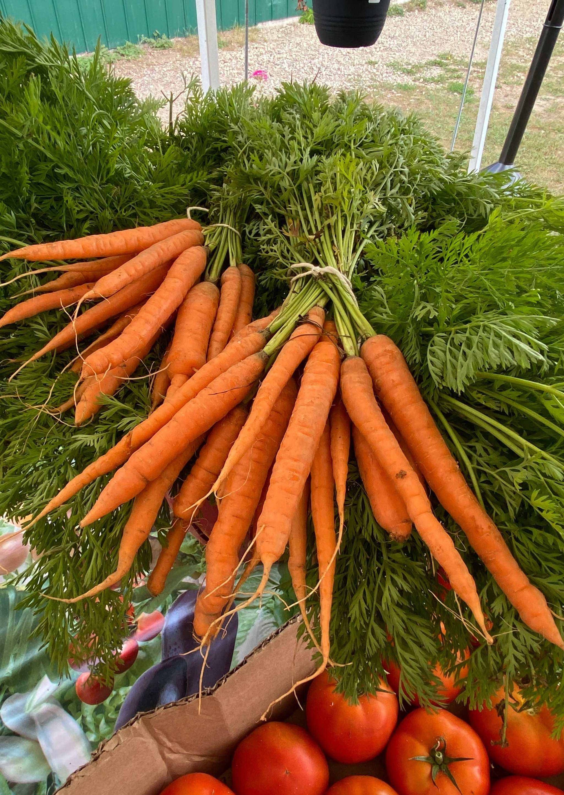 Bunches of Volcano Carrot Hybrid with vibrant orange color and green tops.