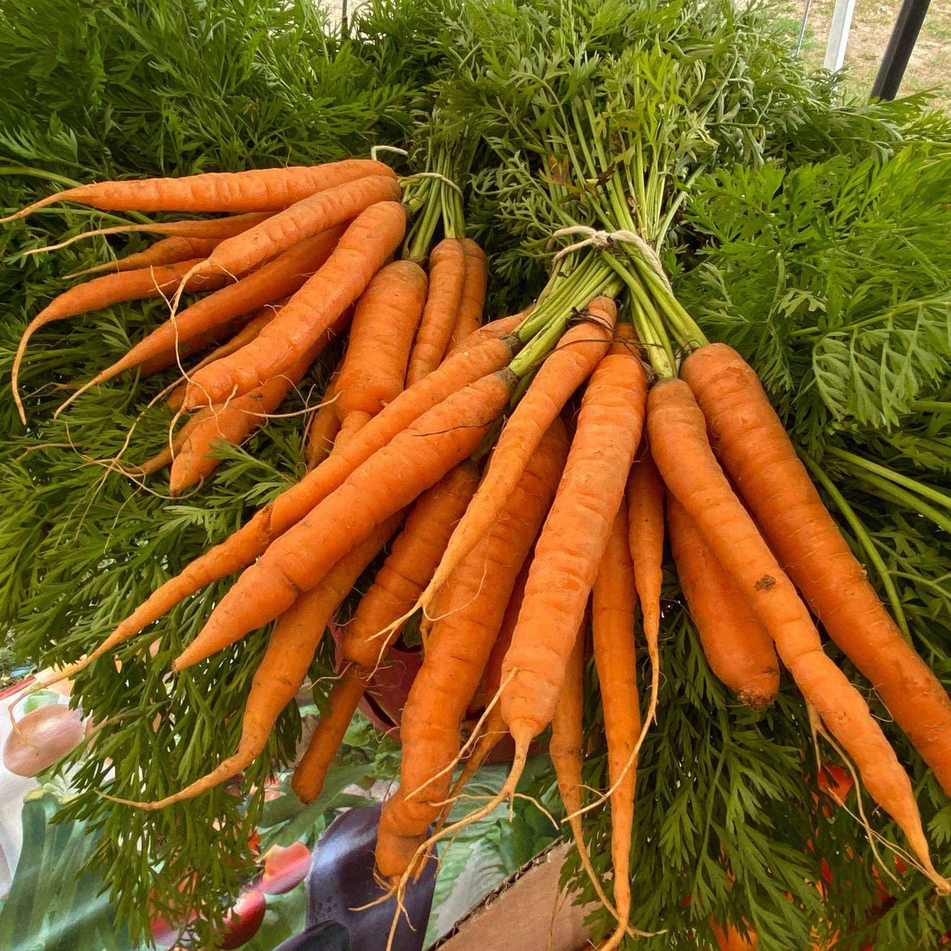 Freshly harvested Volcano Carrot Hybrid displaying vibrant orange color and cylindrical shape.