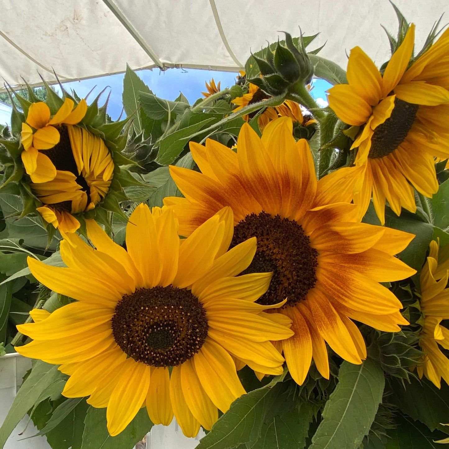Sunflower Autumn Beauty with vibrant yellow and orange blooms in a garden setting.