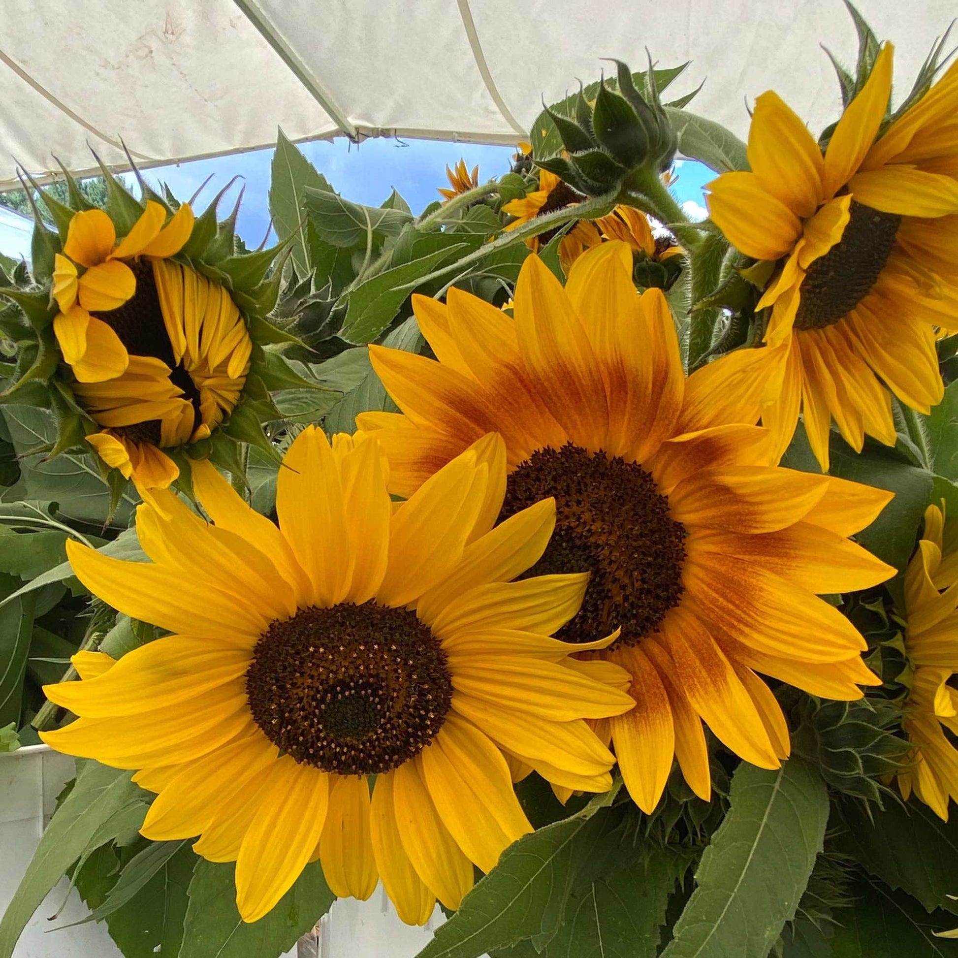 Vibrant sunflowers in the Sunflower Ultimate Collection bloom with rich yellows and greens.