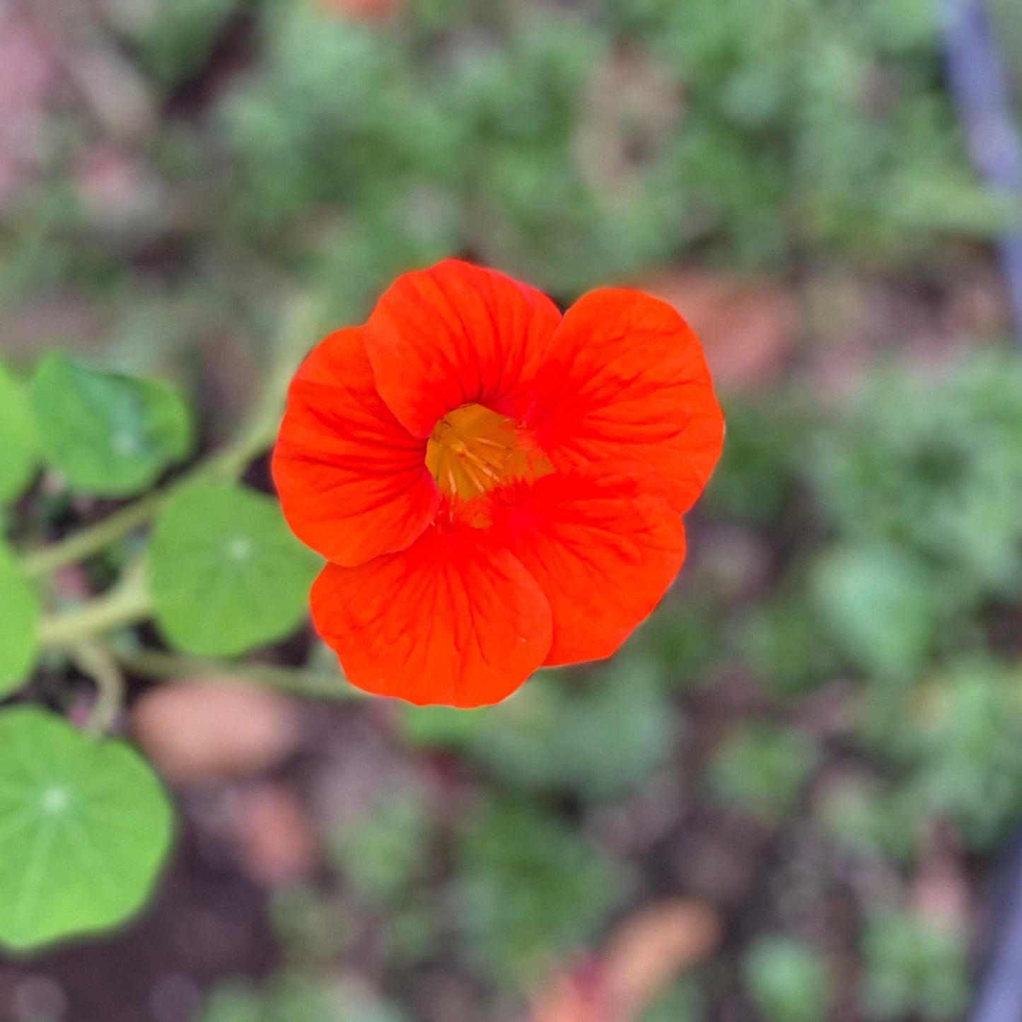 Vibrant orange Whirlybird Nasturtium flower in a garden setting.