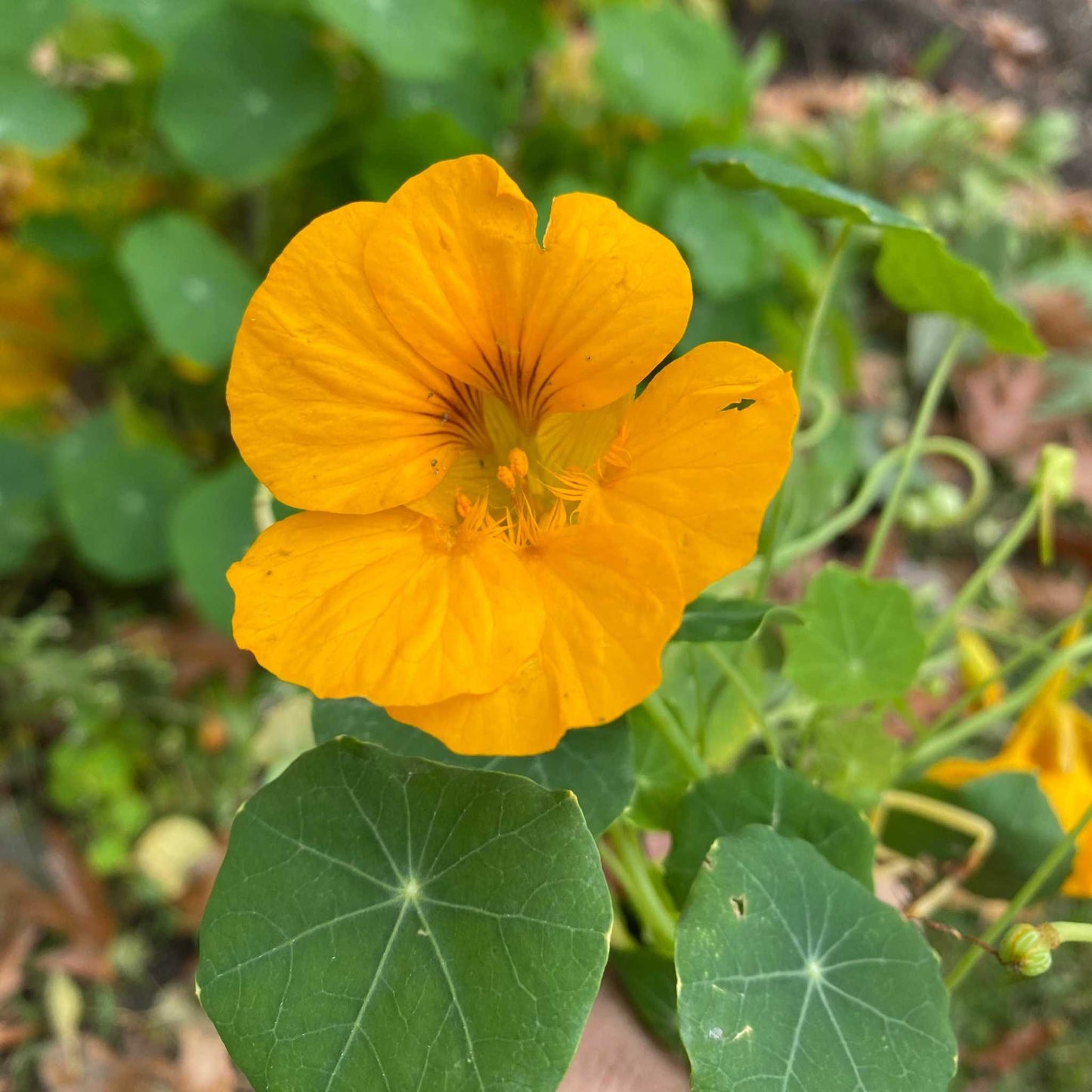 Vibrant Whirlybird Mix nasturtium flower and leaves in garden.