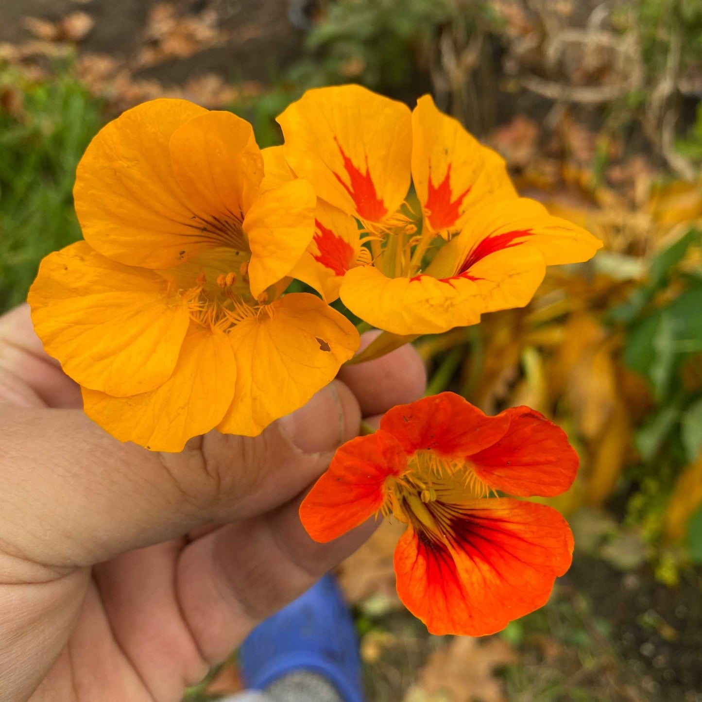 Nasturtium Whirlybird Mix flowers in vibrant orange and red hues.