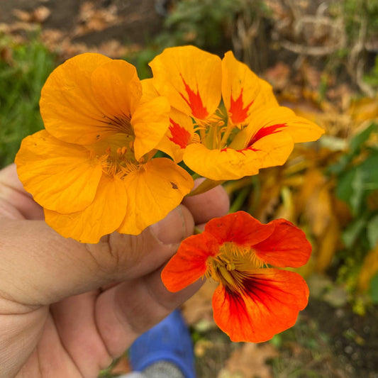 Nasturtium Whirlybird Mix flowers in vibrant orange and red hues.