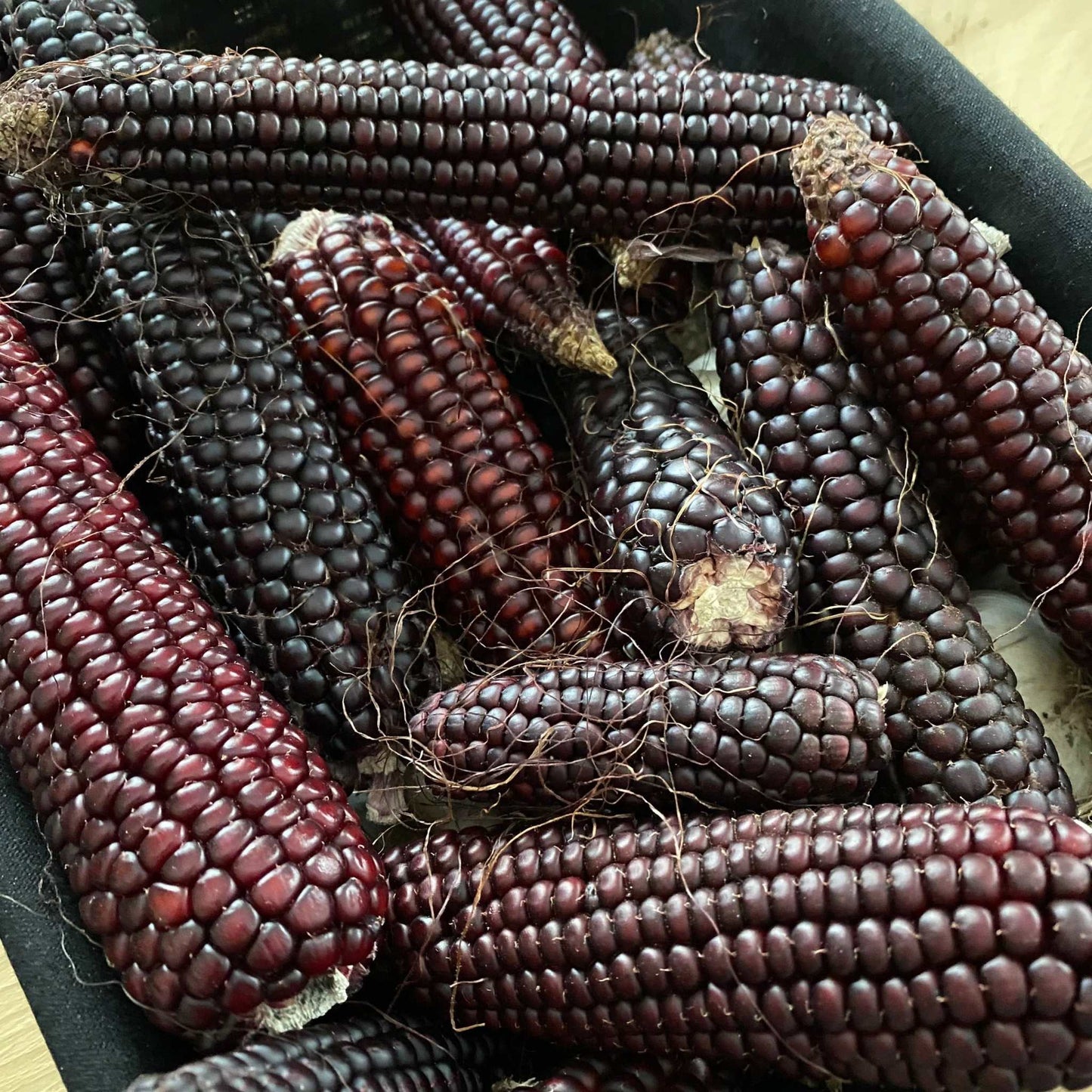 Ornamental Corn Japanese Stars and Stripes with deep red kernels.
