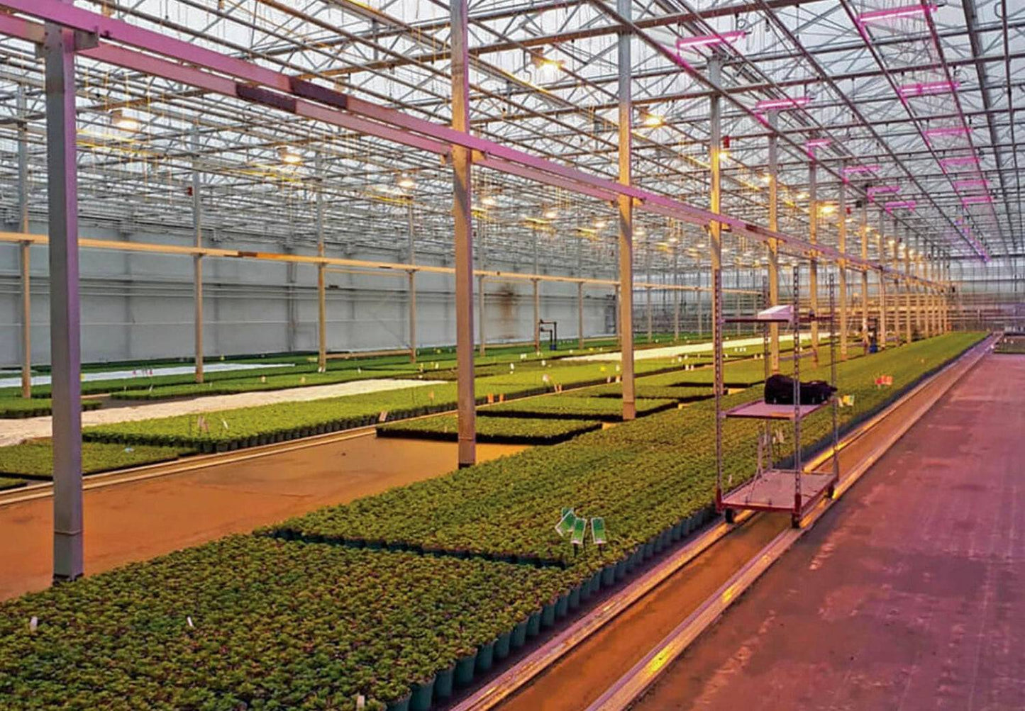 Greenhouse interior with plants; expert consulting available for optimization and sustainability.
