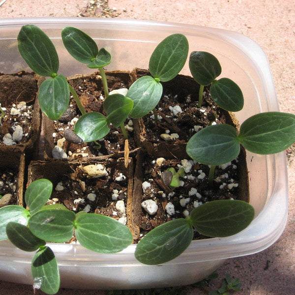 Luffa Gourd seedlings in a container, ideal for growing natural sponges; non-GMO seeds.