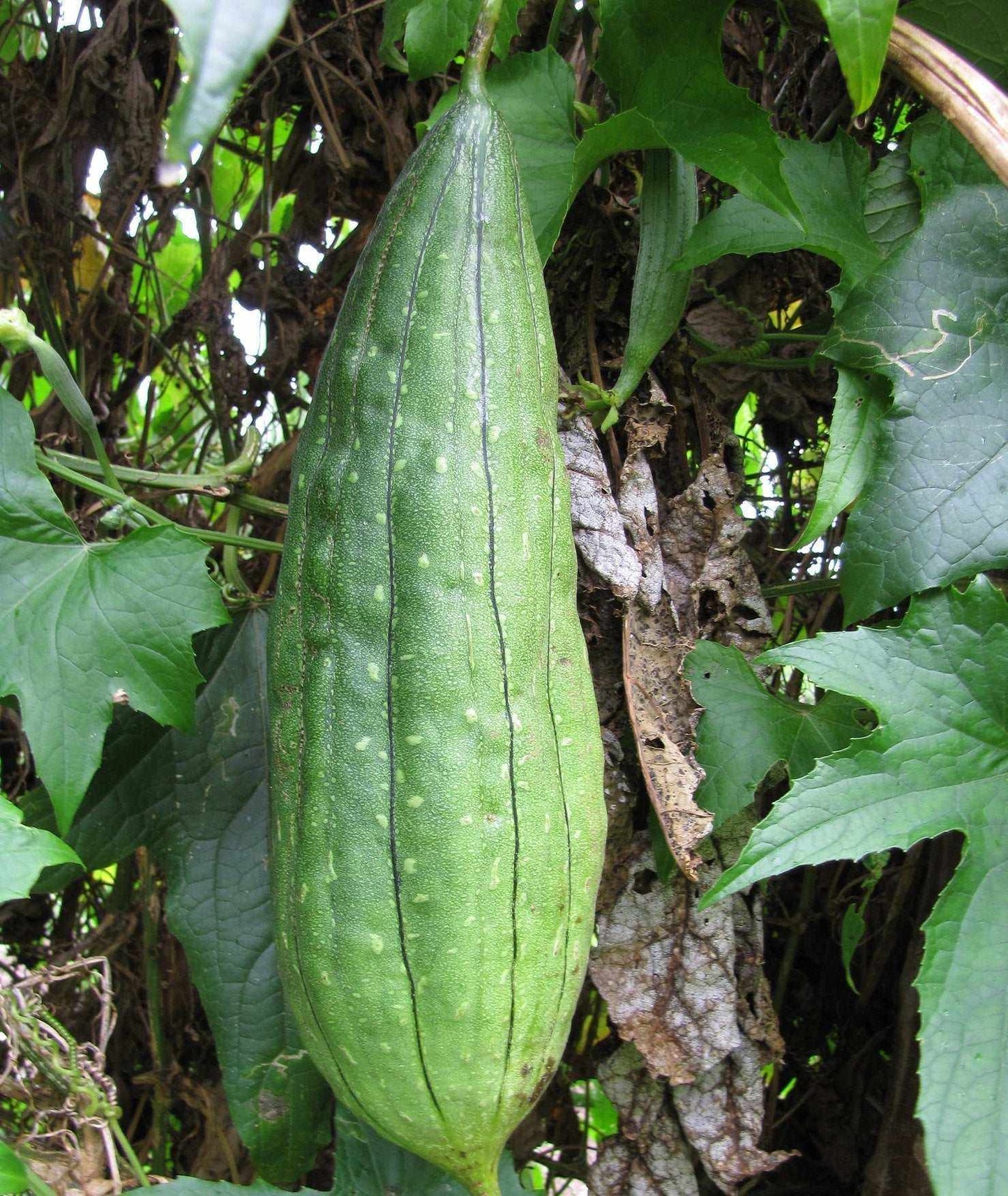 Luffa Gourd growing on a vine, open-pollinated, non-GMO variety.