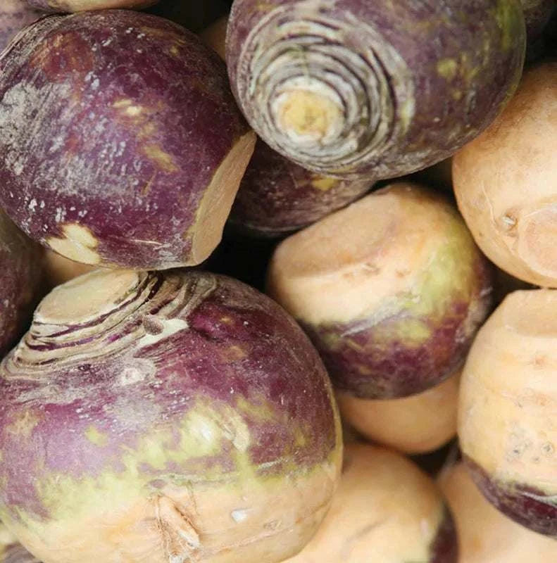 Laurentian Rutabaga - Heirloom, smooth round roots, vibrant purple tops, creamy yellow interiors.