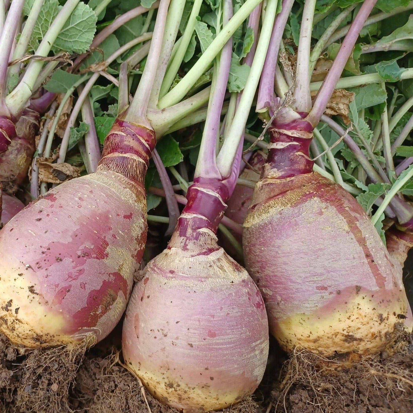Laurentian Rutabaga - Heirloom, vibrant purple top, creamy yellow interior, smooth round shape.
