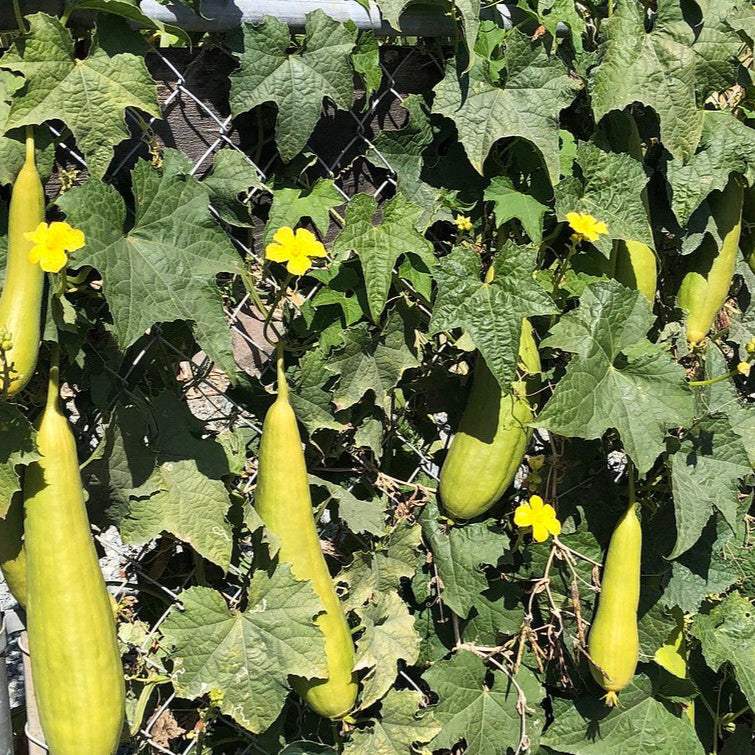 Luffa gourd plant with green fruits and yellow flowers growing on a vine.