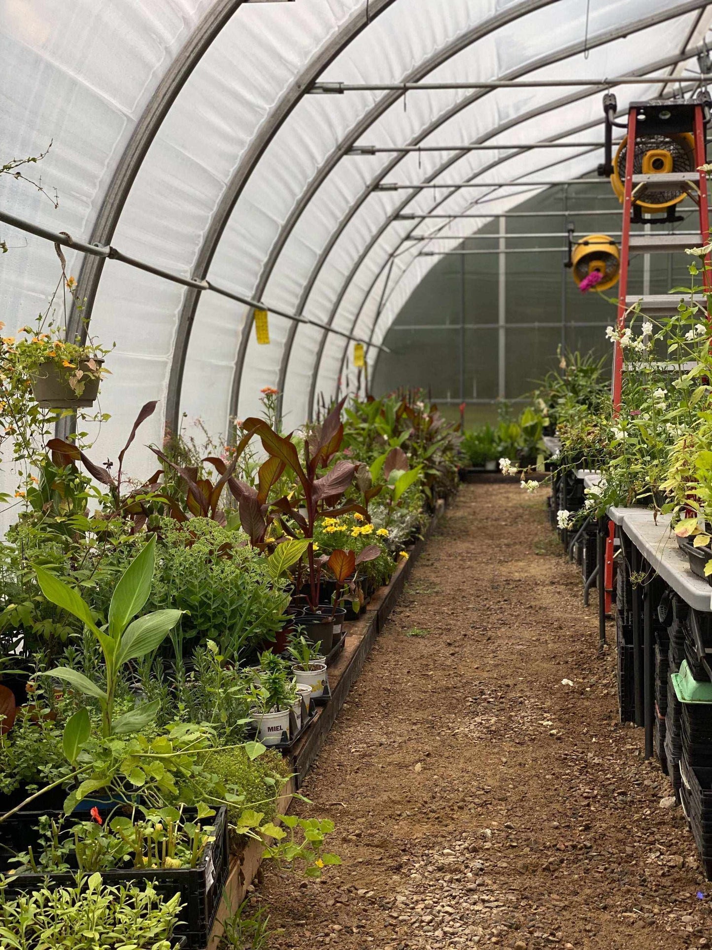 Greenhouse interior showcasing plants and efficient layout, ideal for consulting services in garden center operations.