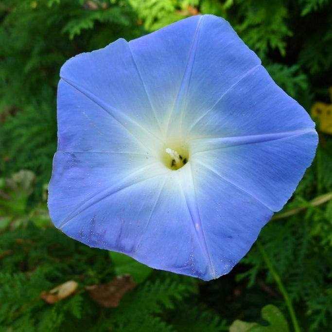 Heavenly Blue Morning Glory flower, sky-blue trumpet shape, heirloom climbing vine in garden setting.