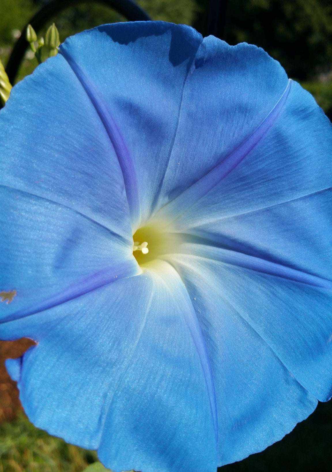 Heavenly Blue Morning Glory flower with vibrant sky-blue petals and trumpet shape.
