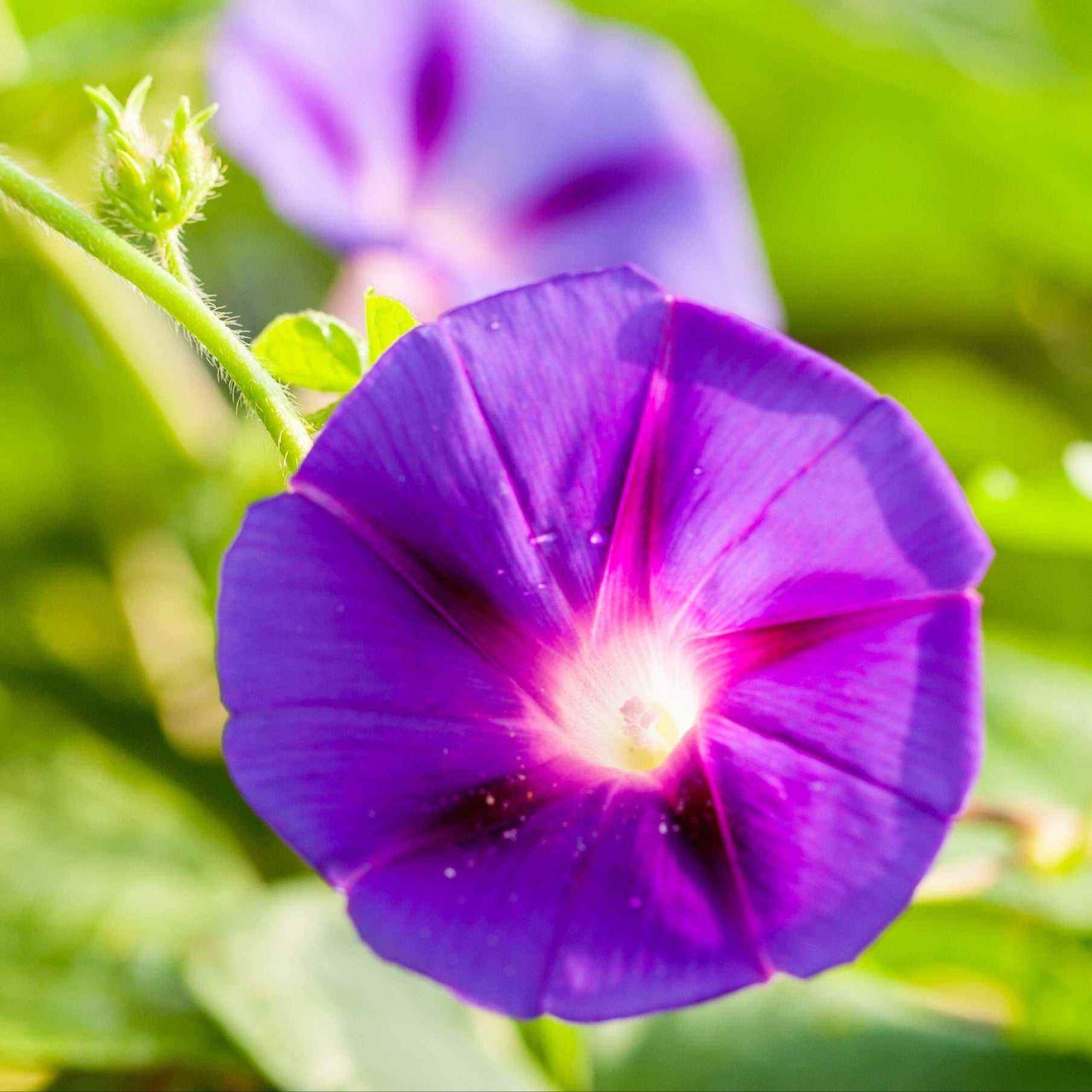 Purple Morning Glory flower in full bloom with vibrant petals in sunlight.