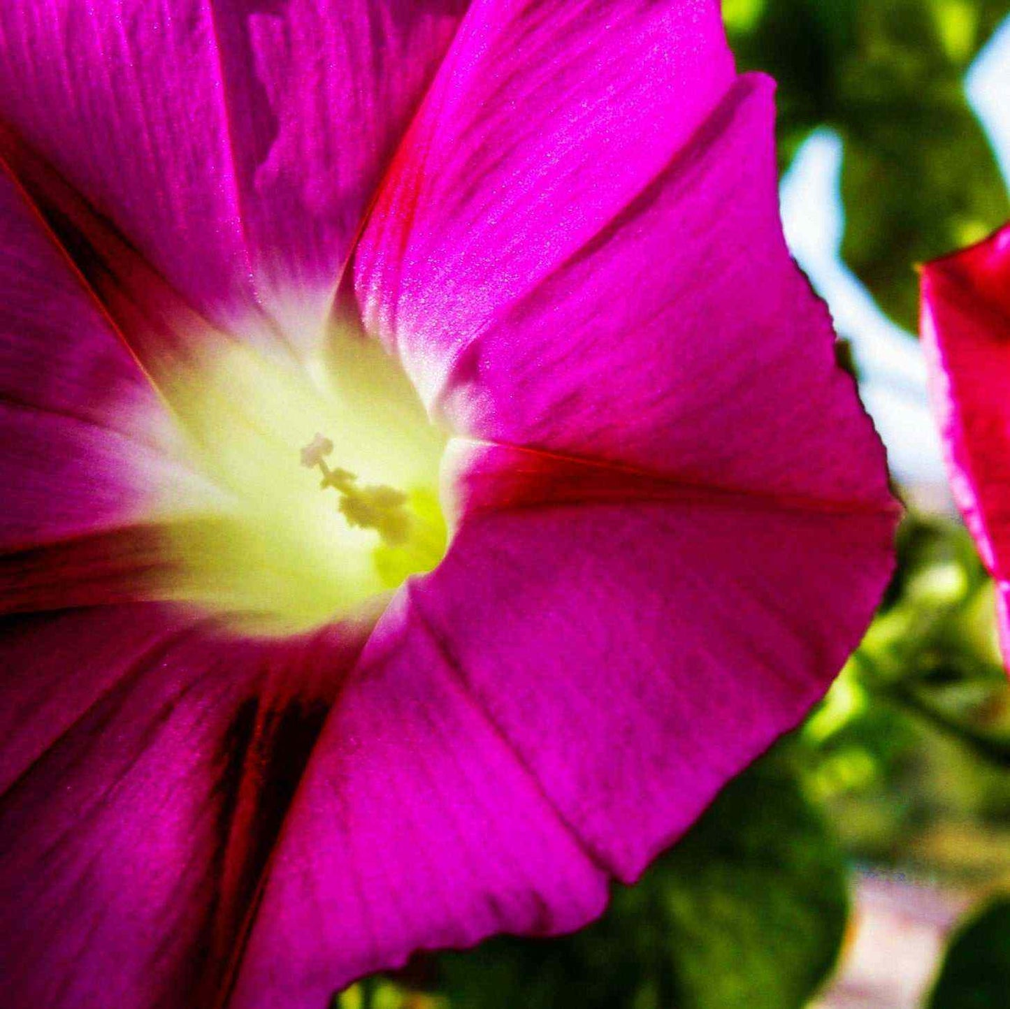Morning Glory Mix with vibrant pink trumpet-shaped bloom.