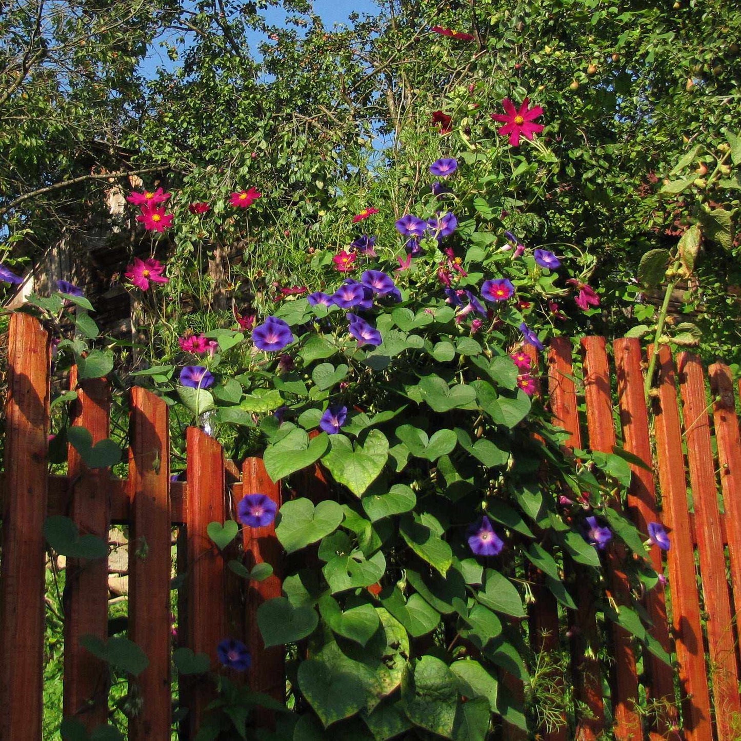Vibrant Morning Glory Mix climbing on a wooden fence with trumpet-shaped blooms in shades of blue and purple.