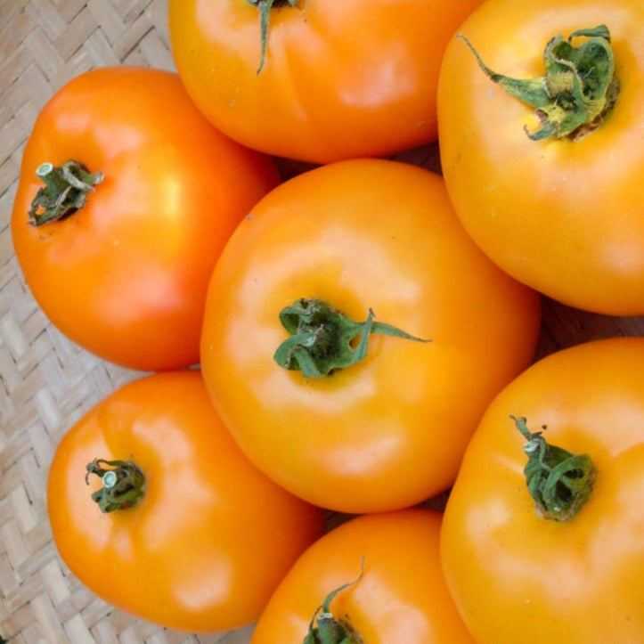 Orange You Glad Heirloom Tomato - vibrant yellow-orange tomatoes, medium to large, perfect for garden freshness and culinary delight.