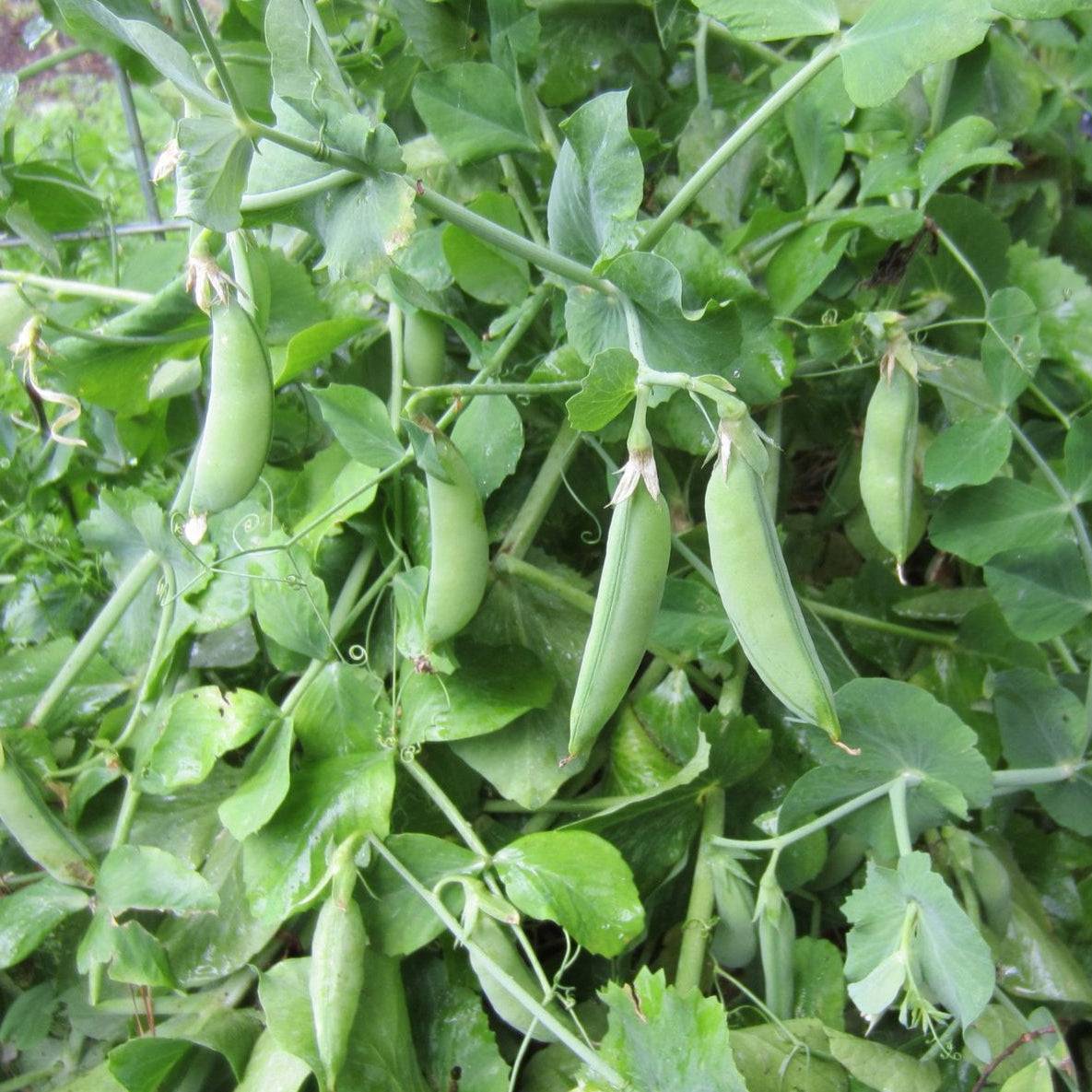 Pea Cascadia Sugar Snap pods on compact vines, ideal for gardens and fresh eating.