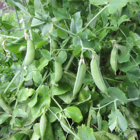 Pea Cascadia Sugar Snap pods on compact vines, ideal for gardens and fresh eating.