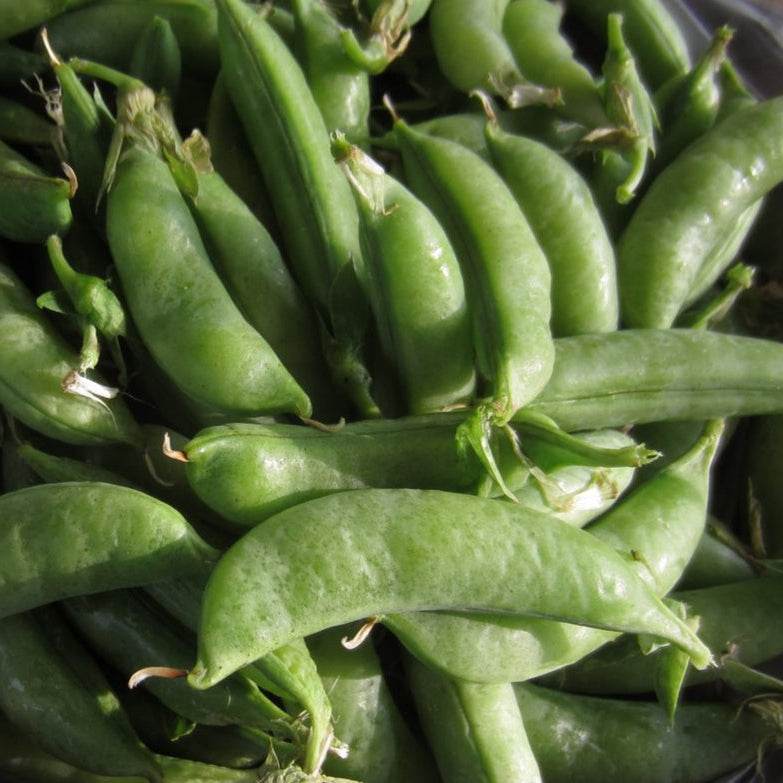 Cascadia Sugar Snap Pea pods; crisp and juicy with sweet flavor.