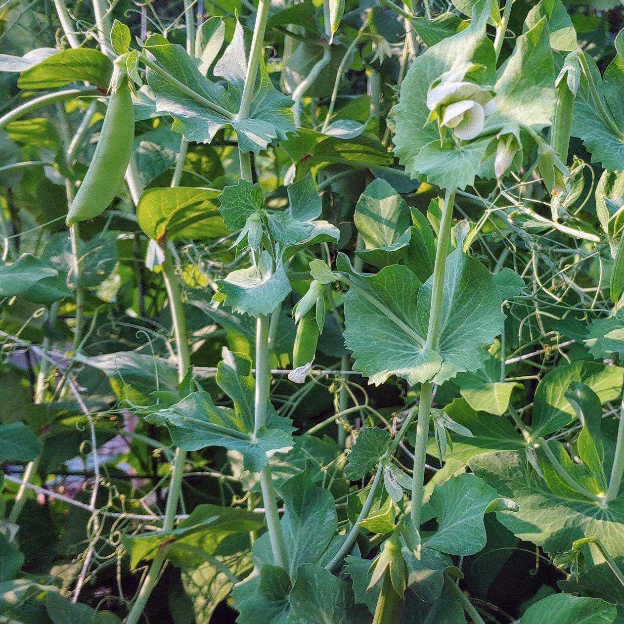 Pea Cascadia Sugar Snap with lush green vines and crisp pods in a garden.