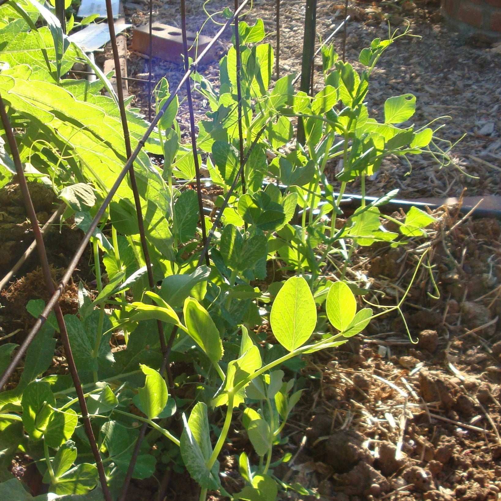 Pea Cascadia Sugar Snap plants growing in a garden with light support.