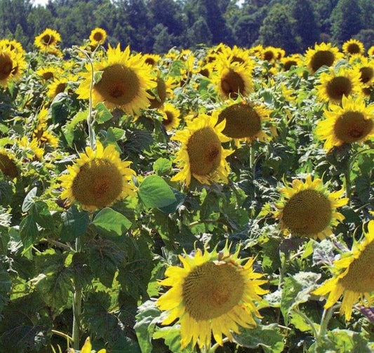 Peredovik Heirloom Sunflowers in a field, showcasing vibrant yellow blooms.
