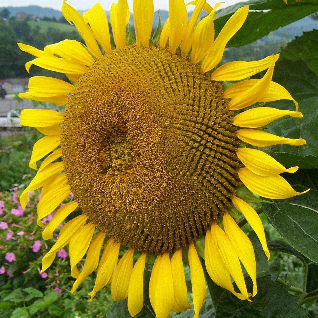 Close-up of a vibrant Peredovik Heirloom Sunflower with bright yellow petals against a garden backdrop.