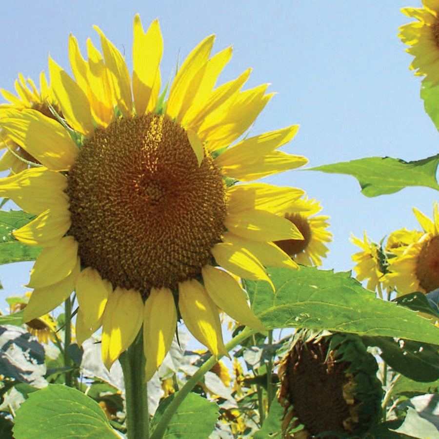 Peredovik Heirloom Sunflower in full bloom under a clear blue sky.